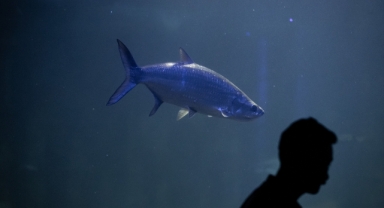 Aqua Vega Akvaryumu balık çeşitliliğiyle vatandaşların ilgisini çekiyor