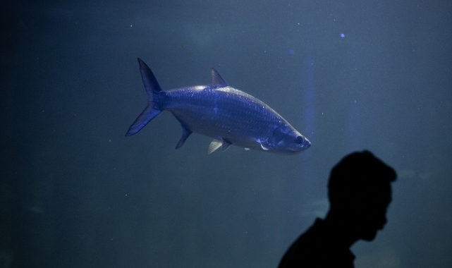 Aqua Vega Akvaryumu balık çeşitliliğiyle vatandaşların ilgisini çekiyor