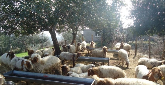 Orköy ile Eskişehir’deki orman köylülerine 39 milyonluk kredi desteği