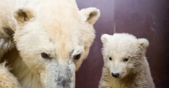 Uluslararası Kutup Ayısı Gününde, Berlin’de ziyaretçiler yavru kutup ayıyı görebilecek