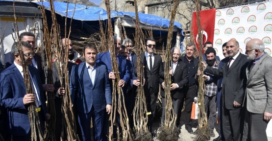 Gümüşhane’de 50 bin ceviz fidanının dağıtımına başlandı