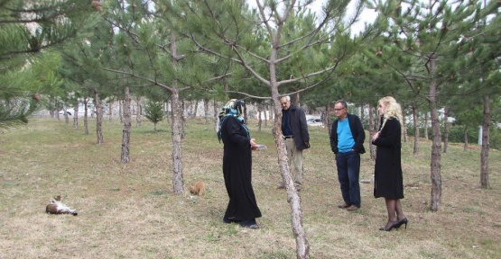 Kedilerin mama kaplarını yıktılar, onlarca sokak kedisi aç kaldı