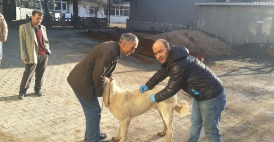 Malkara’da 5 bin 500 köpek ve kediye kuduz aşısı yapılacak