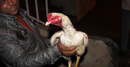 Polis, Horozcular Derneğine yaptığı baskında şok eden manzara ile karşılaştı