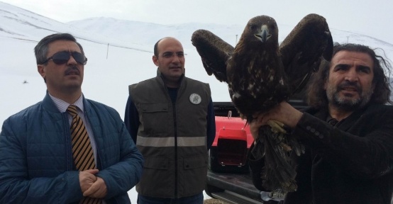 Van’da tedavileri tamamlanan 2 kaya kartalı doğaya salındı