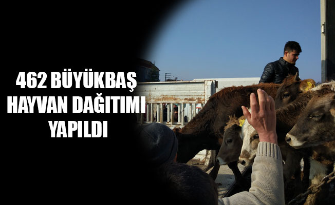 462 BÜYÜKBAŞ HAYVAN DAĞITIMI YAPILDI