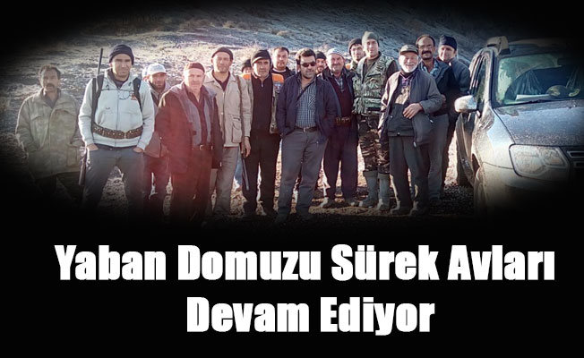 Yaban Domuzu Sürek Avları Düzenlenmeye Devam Ediyor