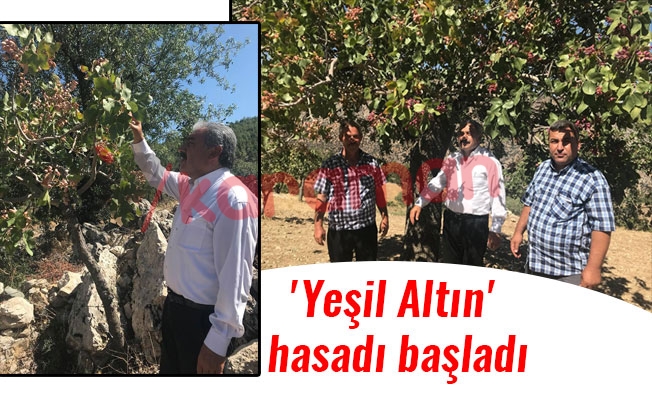 'Yeşil Altın' hasadı başladı