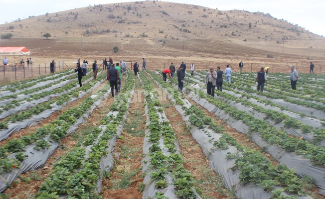 Göksu Taşeli Havzası Kalkınma Projesinden Karamanda Çilek Üretimine Destek