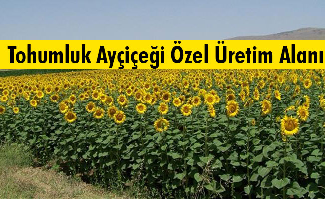 Uyarı... Tohumluk Ayçiçeği Özel Üretim Alanı