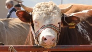 BÜYÜKŞEHİR BELEDİYESİ KURBANLIK DENETİMLERİNİ ARTIRDI