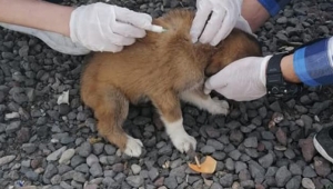 Hayvan Barınağımızda Hayvanlarımızın Tedavilerini Yapmaktayız