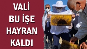 KARAMAN'DA BAL HASADI BAŞLADI