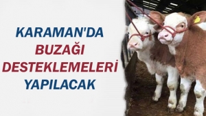 KARAMAN'DA BUZAĞI DESTEKLEMELERİ YAPILACAK