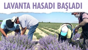 Karaman'da Lavanta hasadı başladı
