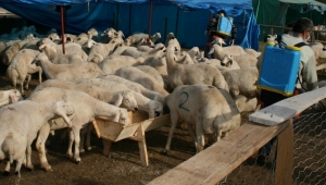 OSMANİYE BELEDİYESİ KURBAN BAYRAMI SÜRESİNCE ARALIKSIZ HİZMET VERECEK