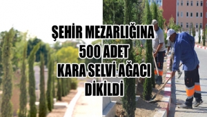 ŞEHİR MEZARLIĞINA 500 ADET KARA SELVİ AĞACI DİKİLDİ