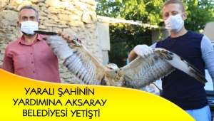 YARALI ŞAHİNİN YARDIMINA AKSARAY BELEDİYESİ YETİŞTİ