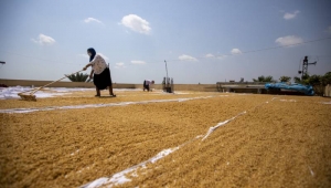 Atalık Sarı Buğday Kadınların Emeğiyle Altına Dönüşüyor