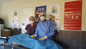 Belediyemizin Kısırlaştırma Çalışmasına Destek