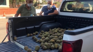 Büyükşehir Uyardı! Bunu Yapan Orman Kanuna Muhalefetten…