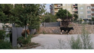 EKİPLERİMİZ ÇALIŞMALARINI SÜRDÜRÜYOR