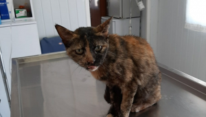 KEDİNİN YEMEK BORUSUNA HAYATİ OPERASYON