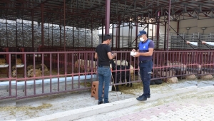 MEZBAHANE VE HAYVAN PAZARINDA TEDBİRLER ÜST SEVİYEYE ÇIKARILDI