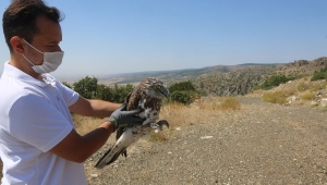 TEDAVİSİ TAMAMLANAN YILAN KARTALI SALINDI