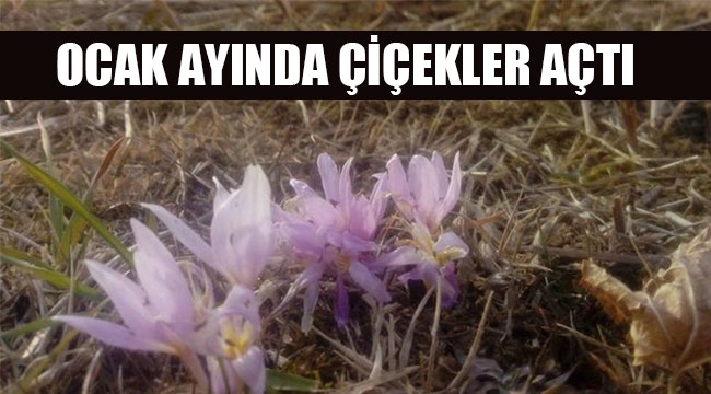 OCAK AYINDA ÇİÇEKLER AÇTI