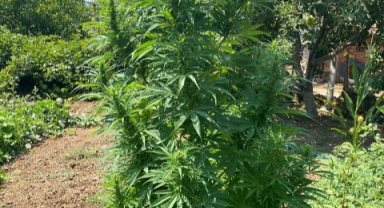 Çubuk'ta 40 kök Hint keneviri ve 354 gram esrar ele geçirildi