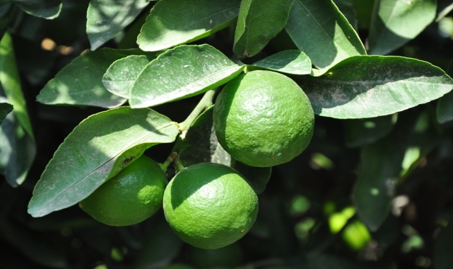 Mersin'de misket limon hasadı başladı