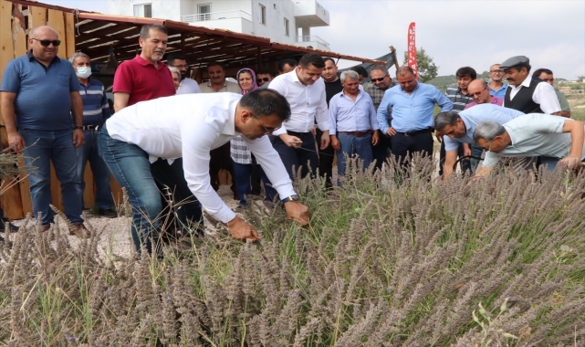 Silifke'de lavanta hasadı yapıldı