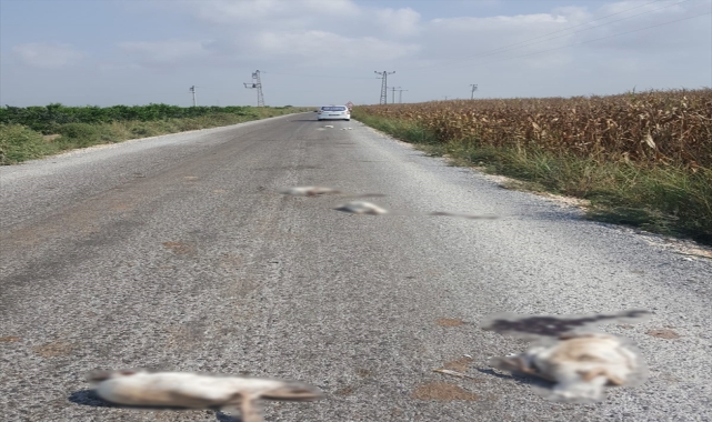 Tarsus'ta çiftçinin kayıp kazları telef olmuş halde bulundu