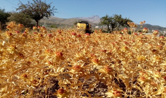 Talas Belediyesi 1,5 ton aspir yağı elde etti
