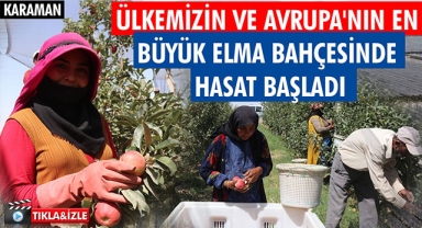 ÜLKEMİZİN VE AVRUPA'NIN EN BÜYÜK ELMA BAHÇESİNDE HASAT BAŞLADI