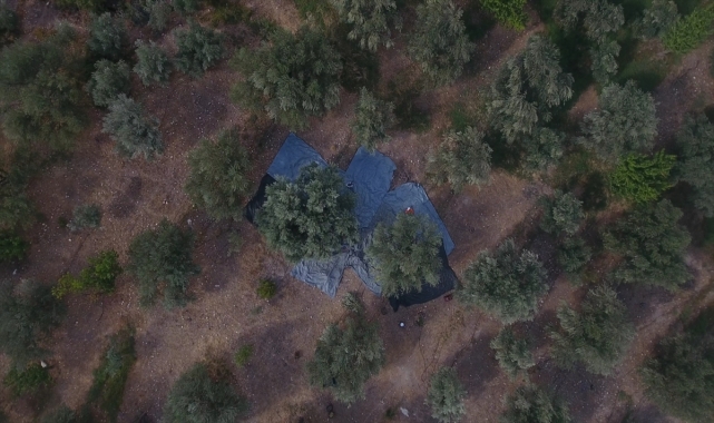 Mersin'de zeytin hasadına başlandı