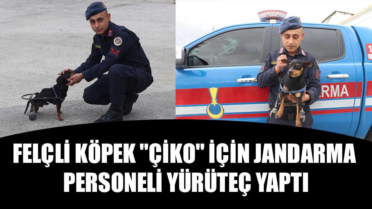 FELÇLİ KÖPEK