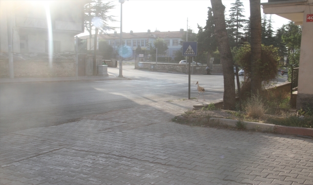 Beyşehir'de yaralı leylek koruma altına alındı