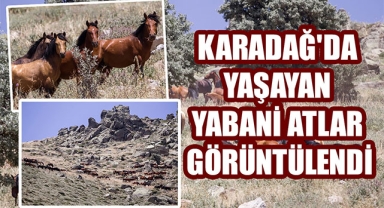 KARADAĞ'DA YAŞAYAN YABANİ ATLAR GÖRÜNTÜLENDİ