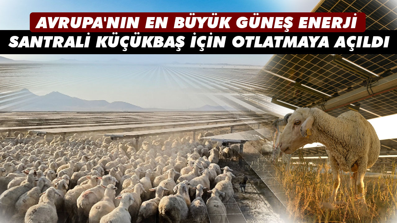 AVRUPA'NIN EN BÜYÜK GÜNEŞ ENERJİ SANTRALİ KÜÇÜKBAŞ İÇİN OTLATMAYA AÇILDI