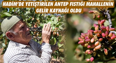HADİM’DE YETİŞTİRİLEN ANTEP FISTIĞI MAHALLENİN GELİR KAYNAĞI OLDU