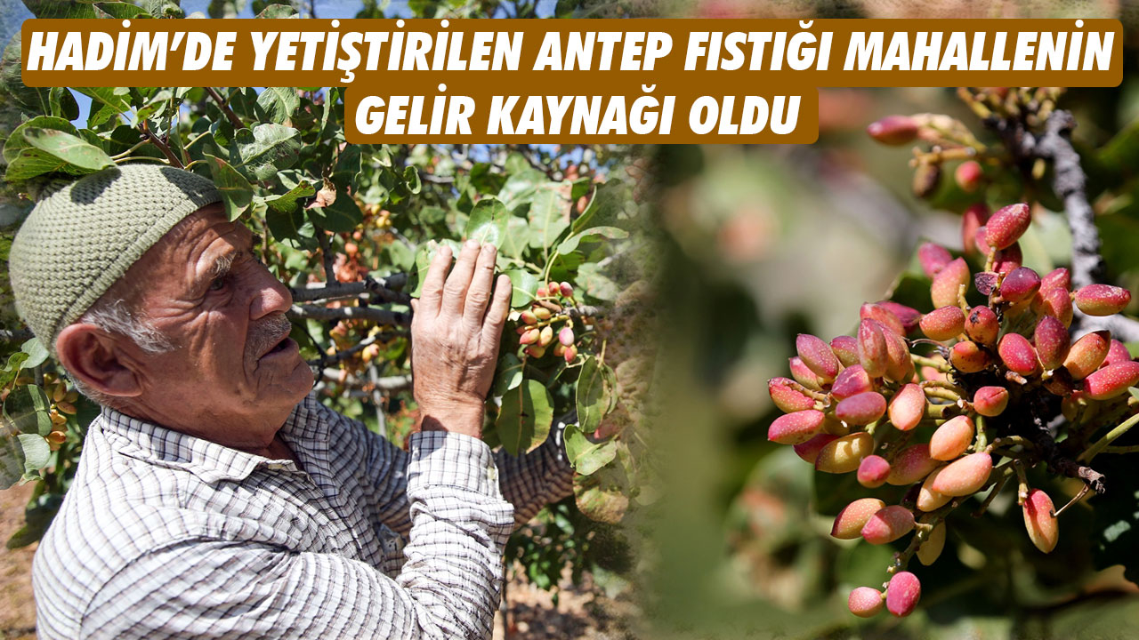 HADİM’DE YETİŞTİRİLEN ANTEP FISTIĞI MAHALLENİN GELİR KAYNAĞI OLDU