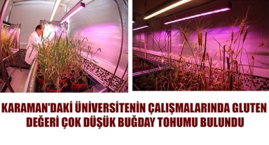 KARAMAN'DAKİ ÜNİVERSİTENİN ÇALIŞMALARINDA GLUTEN DEĞERİ ÇOK DÜŞÜK BUĞDAY TOHUMU BULUNDU