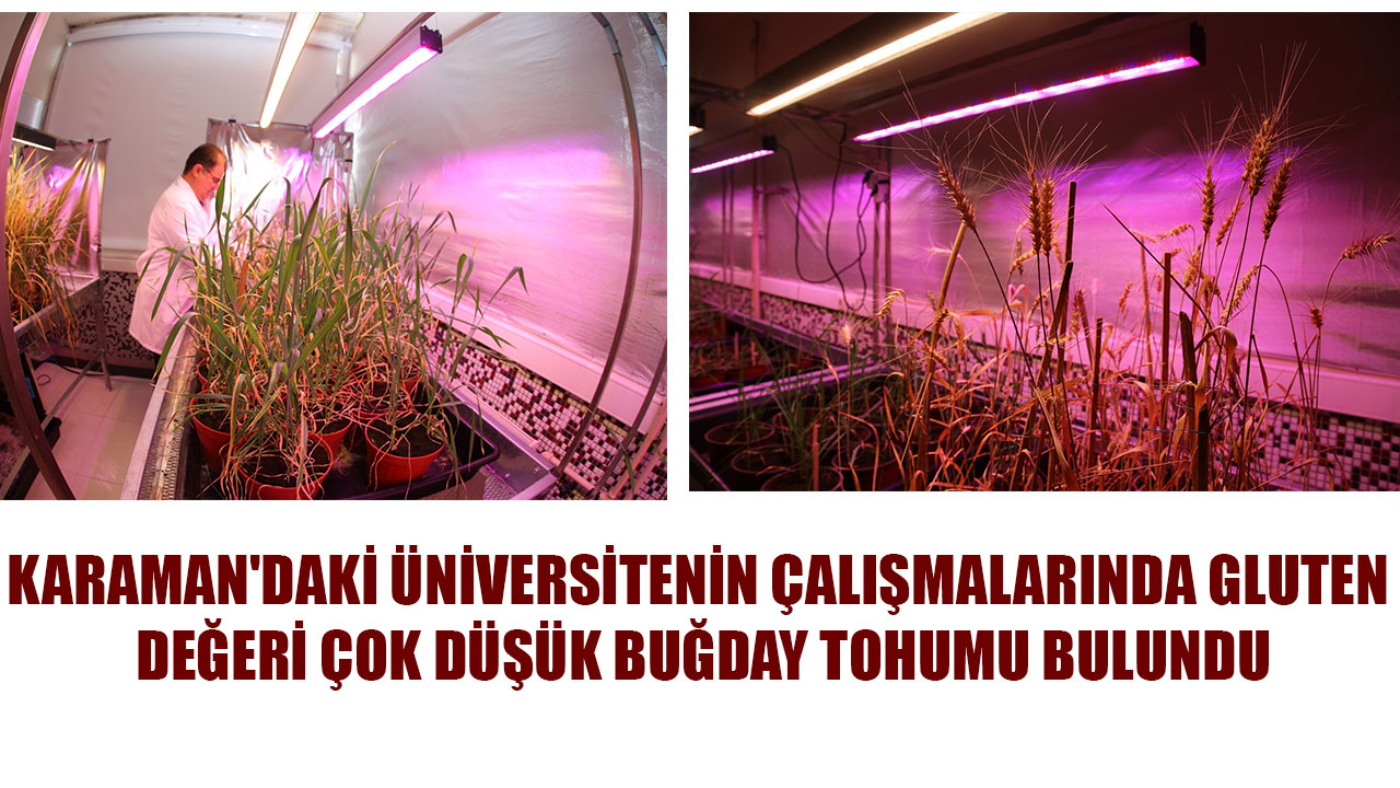 KARAMAN'DAKİ ÜNİVERSİTENİN ÇALIŞMALARINDA GLUTEN DEĞERİ ÇOK DÜŞÜK BUĞDAY TOHUMU BULUNDU