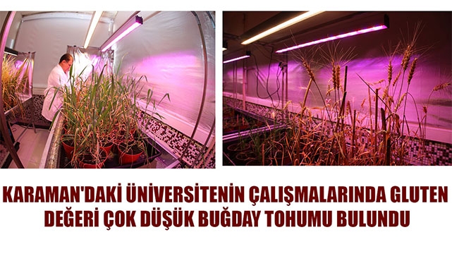 KARAMAN'DAKİ ÜNİVERSİTENİN ÇALIŞMALARINDA GLUTEN DEĞERİ ÇOK DÜŞÜK BUĞDAY TOHUMU BULUNDU