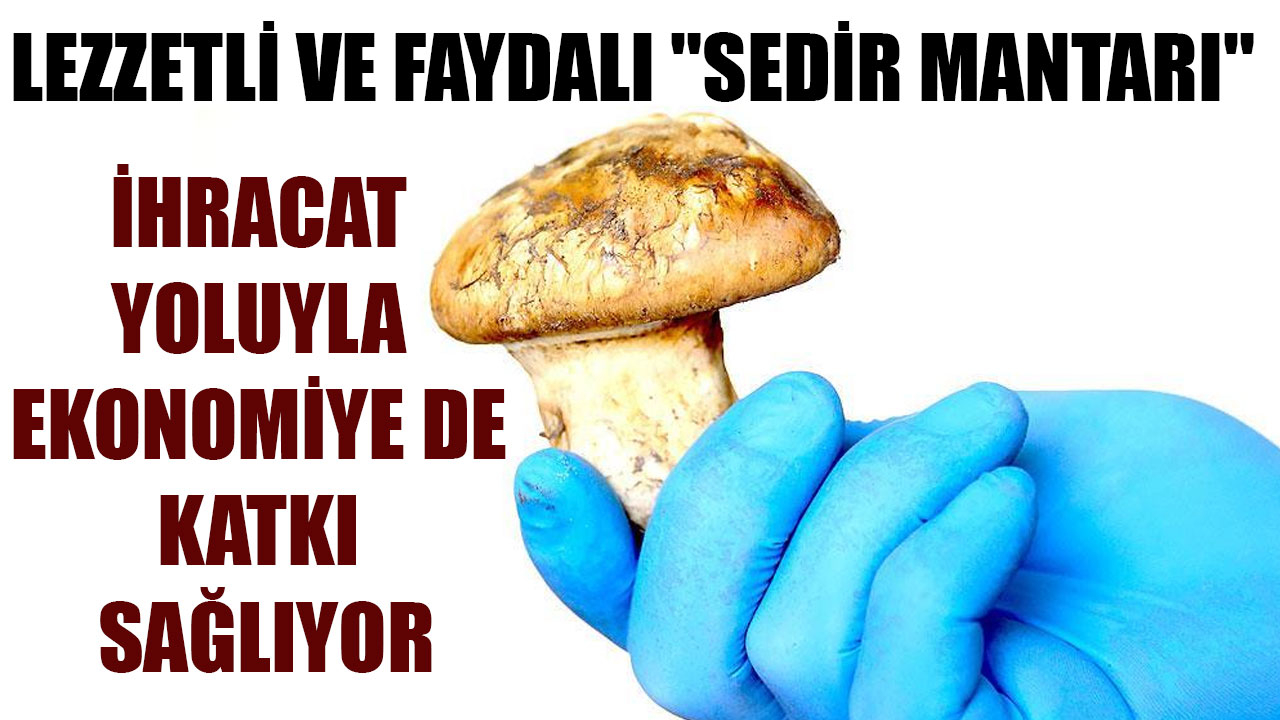 LEZZETLİ VE FAYDALI