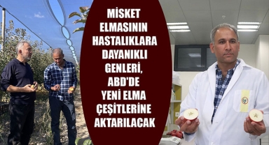MİSKET ELMASININ HASTALIKLARA DAYANIKLI GENLERİ, ABD'DE YENİ ELMA ÇEŞİTLERİNE AKTARILACAK
