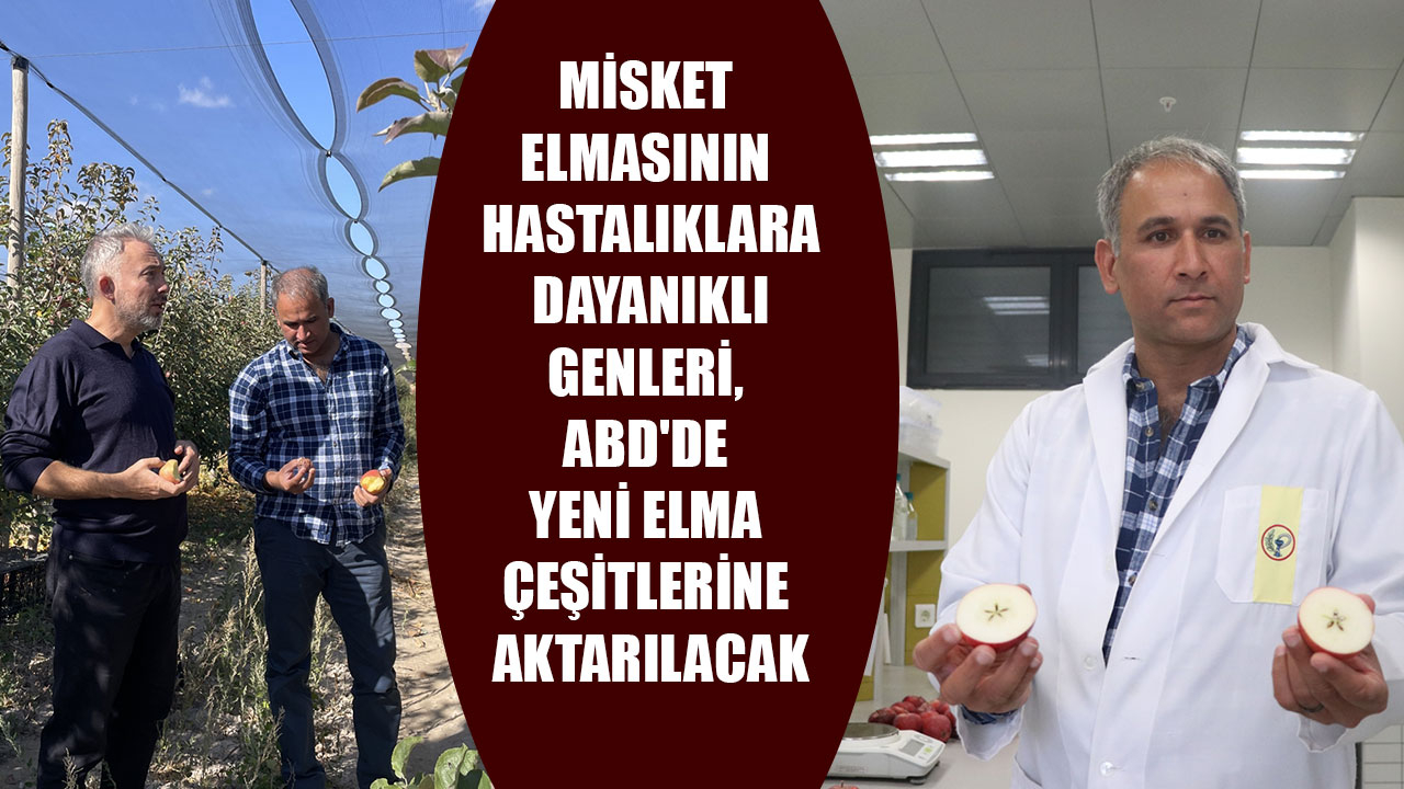 MİSKET ELMASININ HASTALIKLARA DAYANIKLI GENLERİ, ABD'DE YENİ ELMA ÇEŞİTLERİNE AKTARILACAK