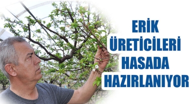 ERİK ÜRETİCİLERİ HASADA HAZIRLANIYOR